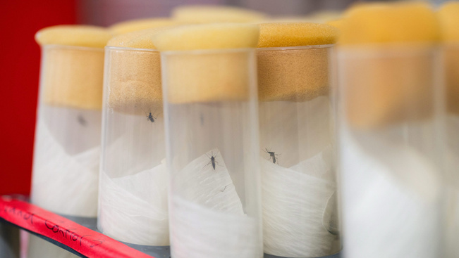 Meglepő terv: zikavírussal gyógyítanák az agydaganatot