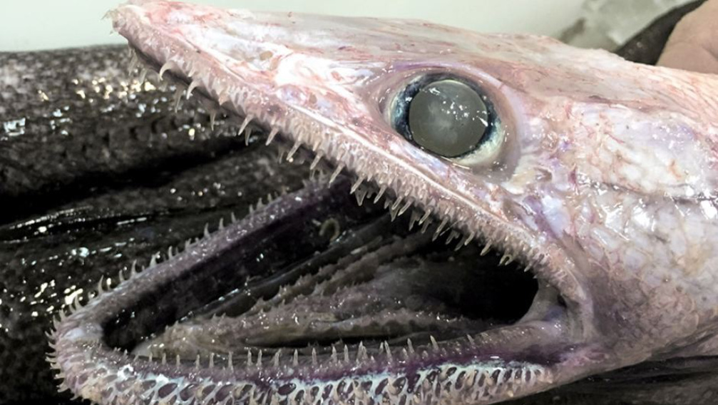Horrorfilmbe illő szörnyhalakat fedeztek fel tudósok
