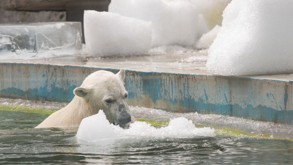 Cukiság: jégtömbökkel mókáznak a jegesmedvék - képek és videó
