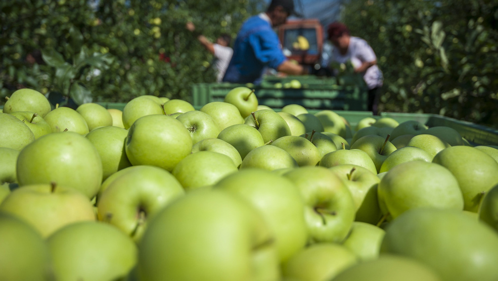 Sok évtizedes baj van az almaültetvényeknél