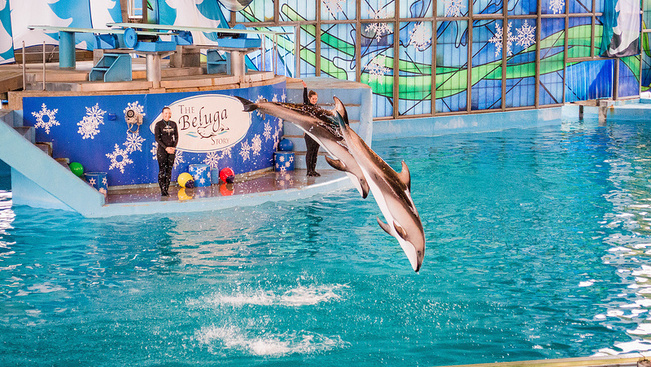 Véget érnek a világhírű delfinshow-k