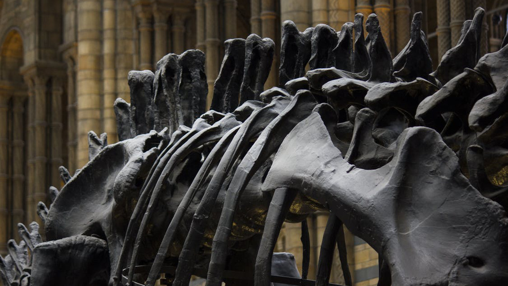 Kiderült a legnagyobb dinoszaurusz-lelőhelyek titka