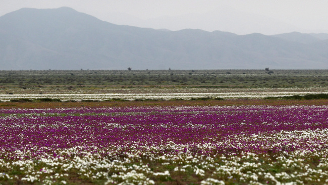 Lenyűgöző, ritka képek: virágba borult a legszárazabb sivatag
