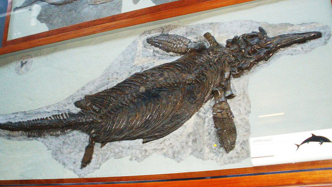 Az eddigi legnagyobb tengeri sárkány maradványait fedezték fel
