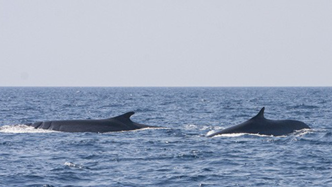 Két óriási bálnát láttak Horvátországban