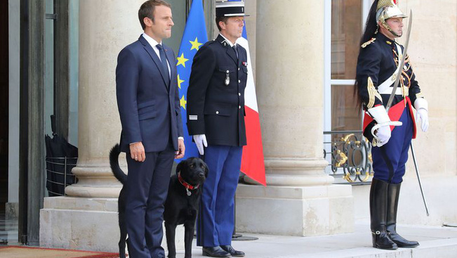 Macron kutyája belevizelt egy kandallóba az elnök tárgyalásán az Élysée-palotában - videó