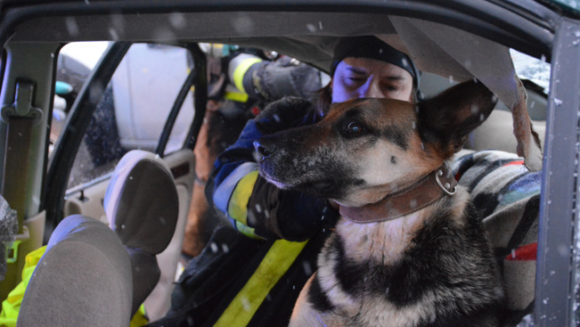 Kutyát mentettek a tűzoltók a Budaörsi úton - képgaléria