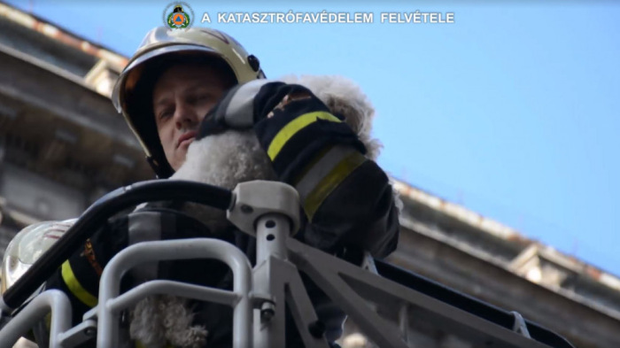 Szenzációs kutyamentés Budapest belvárosában - videó