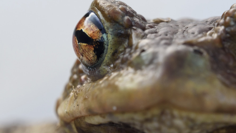 A kétéltűek számára kiépített terelőrendszer mentén begyűjtött barna varangy (Bufo bufo) a 2-es számú főút mellett, Hont közelében 2017. március 11-én. Minden tavasszal a föld alatti telelőhelyükről előbújó békák nagy csapatokban indultak szaporodóhelyükre, az Ipoly ártere felé. Természetvédők a békák vándorlási útvonalát keresztező nagy forgalmú főút mentén terelőrendszert készítettek, hogy megóvják a kétéltűeket.