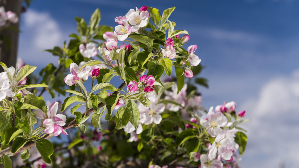 Virágzó almafa az Újfehértói Gyümölcstermesztési Kutató- és Szaktanácsadó Nonprpfit Közhasznú Kft. gyümölcsösében, Újfehértón 2014. április 10-én. A megszokottól két-három héttel hamarabb virágoznak a gyümölcsfák. A fiatal virágok még nagyon sérülékenyek, a hajnali hidegek komoly veszélyt jelenthetnek, és a méhek sem olyan intenzívek még, így nem indult be a beporzás.