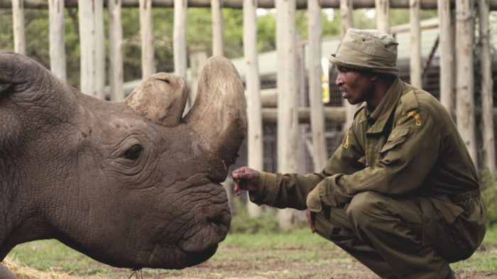 Elaltatták a világ utolsó hím északi szélesszájú rinocéroszát