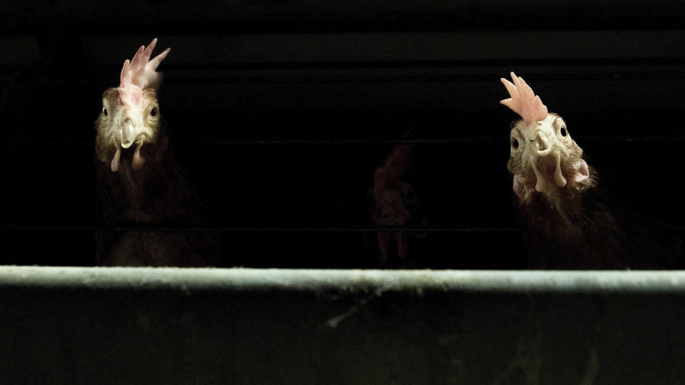 Tyúkok a Major Kft. tojótyúk telepén a Pest megyei Ráckevén 2016. november 18-án, ahol zárt technológiával közel százezres állományt tartanak. Az országos főállatorvos Békés, Bács-Kiskun és Csongrád megyékben elrendelte a baromfi zártan tartását november 15-én. Az előírás célja, hogy tovább csökkenjen a vadon élő madarakkal történő érintkezés lehetősége.
