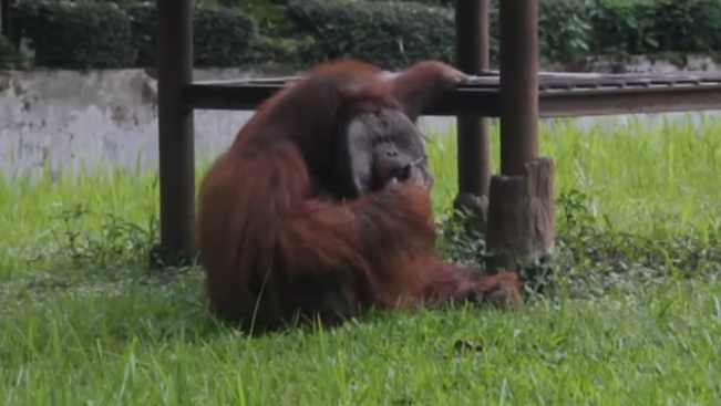 Szakszerűen cigizik egy állatkerti orangután - videó
