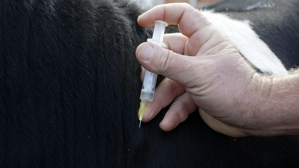 Egy állatorvos lépfene elleni oltóanyagot ad be egy szarvasmarhának a Nagykörűi Haladás Zrt. telepén 2013. szeptember 18-án. A mintegy hétszázas állatlétszámú tejelő szarvasmarha telepen azért végeztek megelőző immunizálás, mert a közeli Jászladányon egy birkaállományban lépfenét (antrax) mutattak ki.