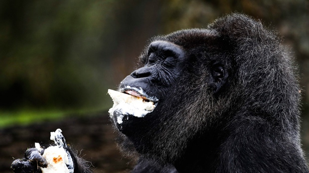 Hatvanegy éves a világ legidősebb nőstény gorillája