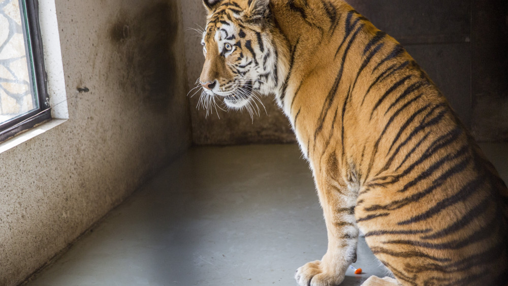 Igor, a Szegedi Vadaspark tigrise regeneratív sejtekkel történő kezelés előtt a vadasparkban 2018. április 18-án. Az eljárás során az állat saját zsírszövetéből vett regeneratív (ős)sejteket is tartalmazó szövetet tisztítás után visszaültetik a kezelésre szoruló csípőízületbe.