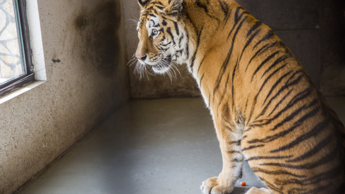 Különleges módszerrel kezelték a Szegedi Vadaspark tigrisét – galéria