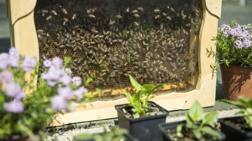 Méhek az Országos Magyar Méhészeti Egyesület és a Budapest Voices együttes rendezvényén a III. kerületi Mészkő parkban 2018. április 18-án. A szervezők az akcióval arra hívták fel a figyelmet, hogy életterük csökkenése miatt pusztulnak a méhek.