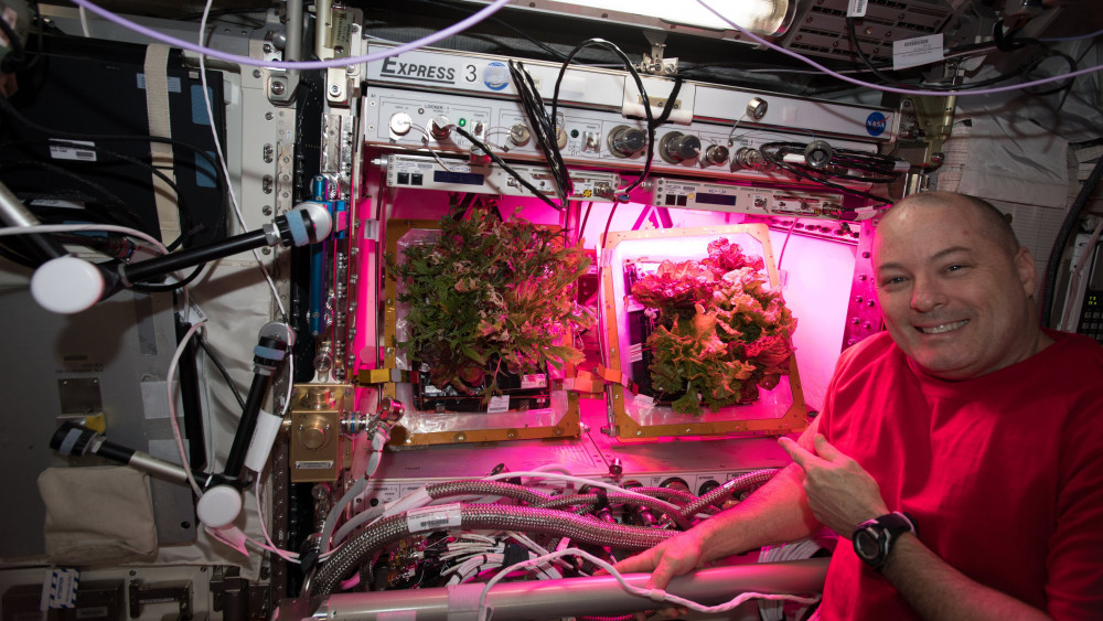 Nemzetközi Űrállomás, 2018. április 21.Az amerikai Országos Repülésügyi és Űrkutatási Hivatal, a NASA által közreadott képen Scott Tingle amerikai űrhajós mutatja a Földtől 400 kilométerre keringő Nemzetközi Űrállomáson (ISS) termesztett zöldségeket 2018. április 20-án. (MTI/EPA/NASA)