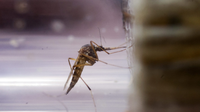 Már készül a dunai árhullám utáni szúnyoginvázióra a katasztrófavédelem