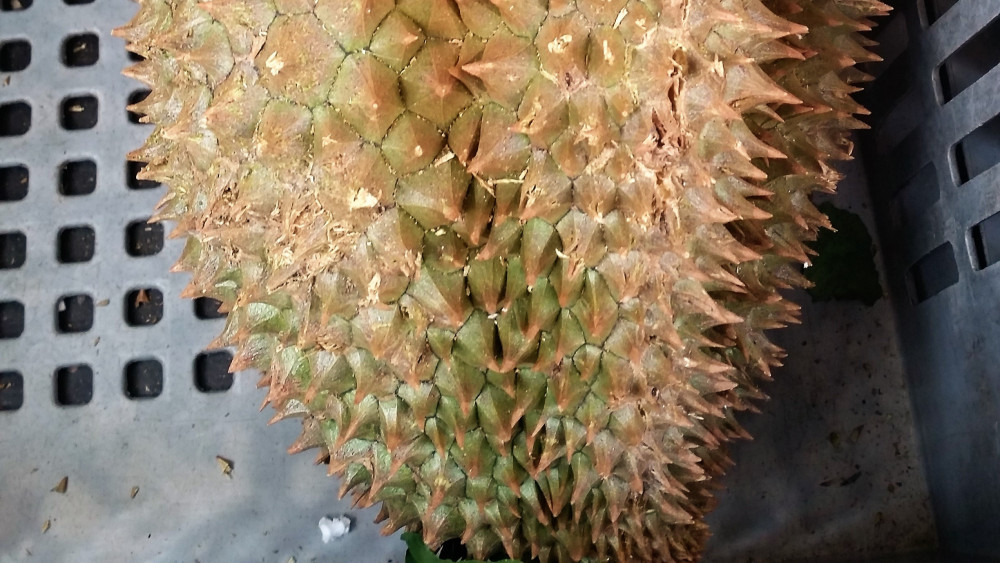 Durián gyümölcs