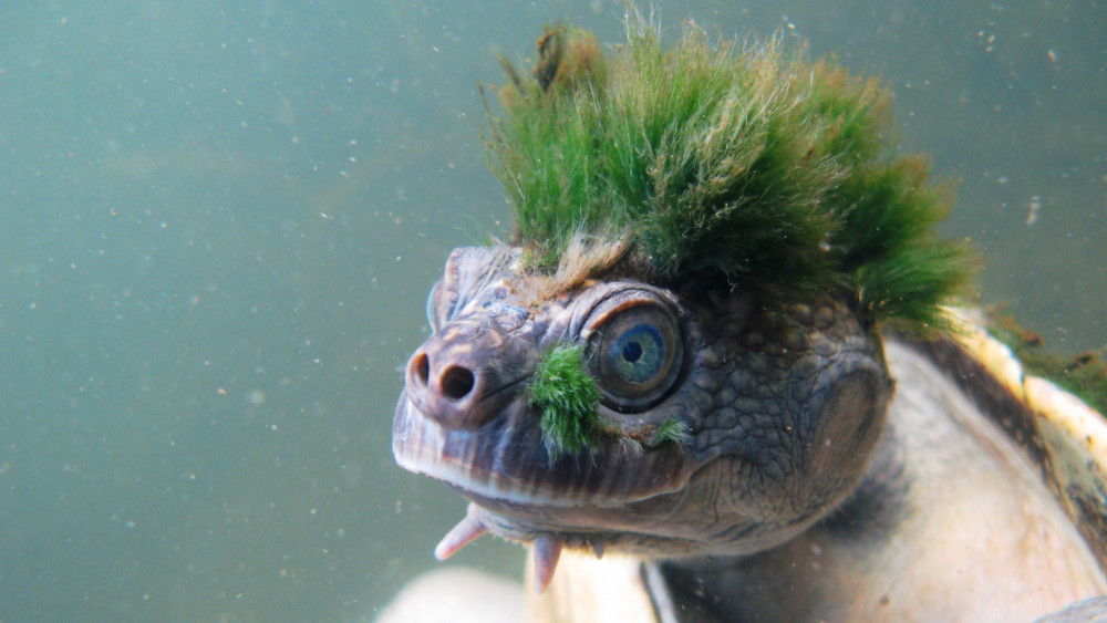 2018. április 13.A Londoni Állattani Társaság által 2018. április 13-án közreadott dátummegjelölés nélküli kép az ausztráliai Mary folyó medencéjének oxigénben gazdag vizeiben élő zöld hajú teknősről. A Mary folyói teknős, amelynek  hátát és fejét rendszerint benövi az alga, felkerült az evolúciós szempontból sajátos és globálisan veszélyeztetett hüllők 30-as listájára. (MTI/EPA/Londoni Állattani Társaság/Chris Van Wyk)