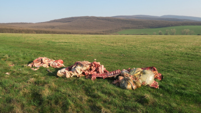 Állathorror: tehénmaradványokra bukkantak a magyar nemzeti parkban