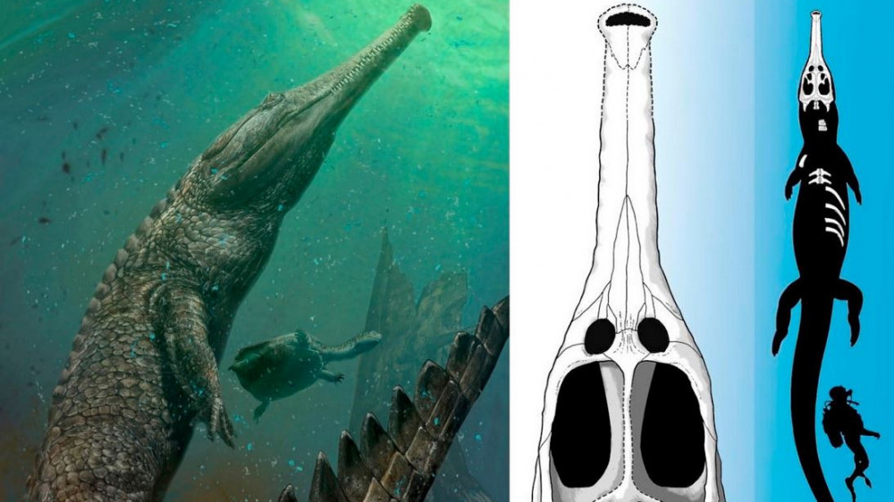 Machimosaurus rex - a legnagyobb Thalattosuchia faj (forrás: Species New to Science)