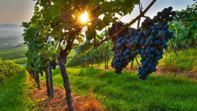 Nagy bajban vannak a magyar borászatok