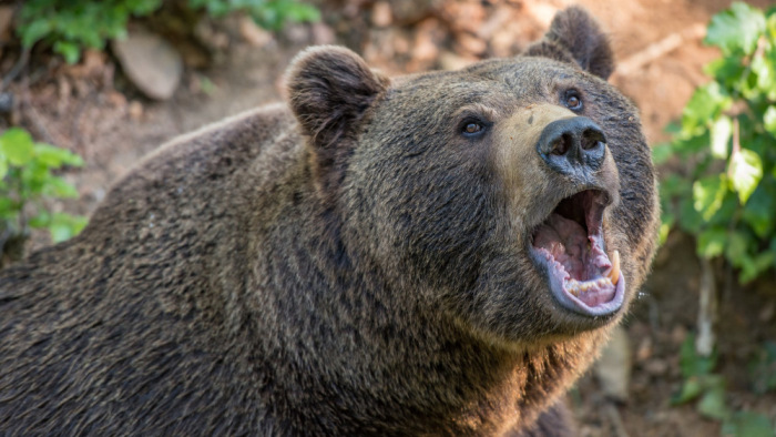 Új információk a Magyarországon kószáló medvecsaládról