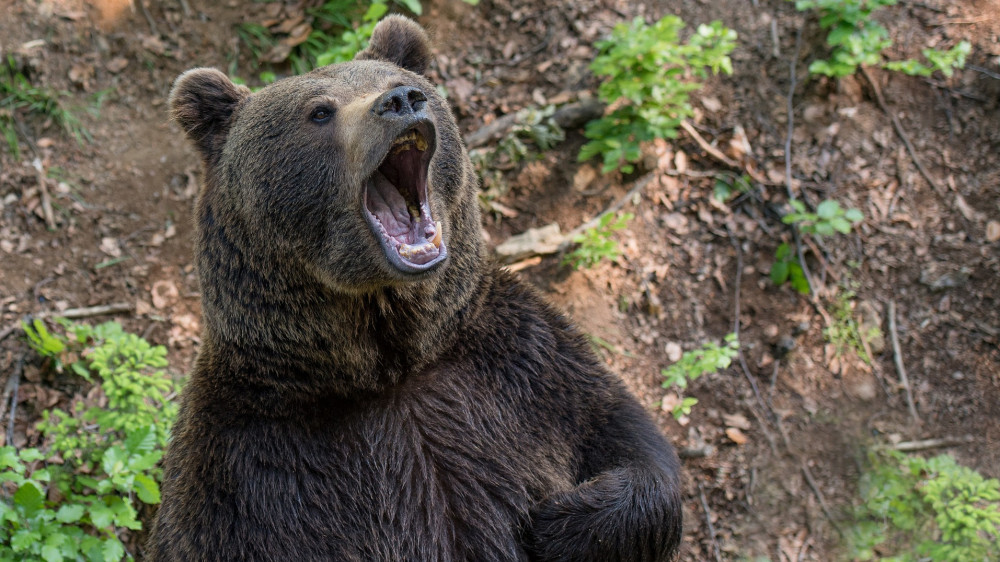 Pánik Abonyban: az általános iskolába is bemászott egy medve