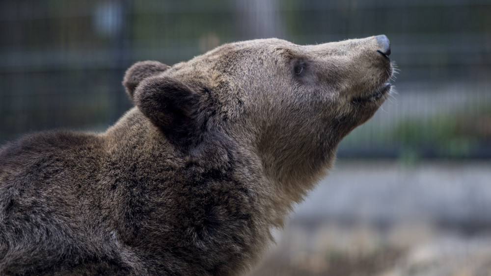 A pécsi álletkert új, Nikoláj nevű hatéves barna medvéje (Ursus arctos) 2016. október 20-án.