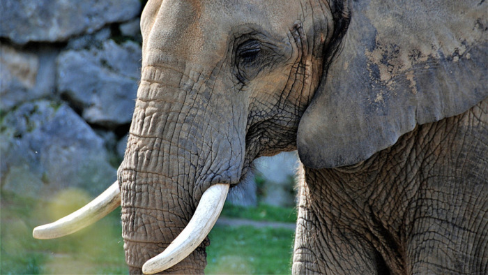 Rejtélyes részletek két cirkuszi elefánt elpusztulásáról