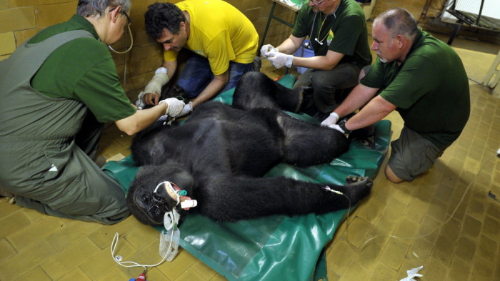 Elaltatták az állatkert gorilláját - fotók
