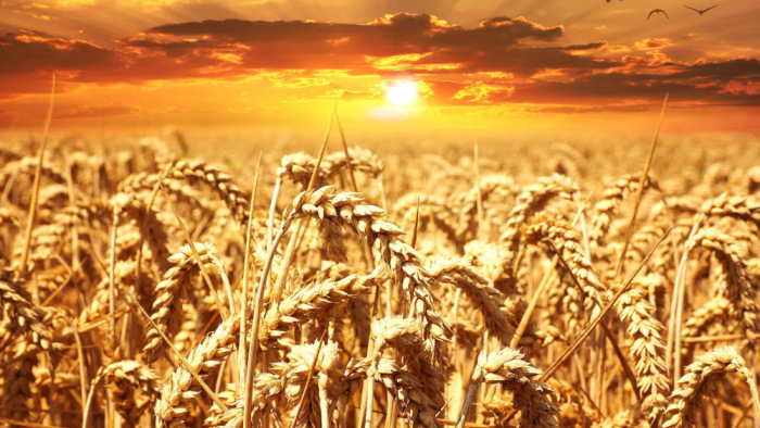Ukrán gabona-ügy: kiderült, mi a helyzet a három ország elleni kötelezettségszegési eljárással