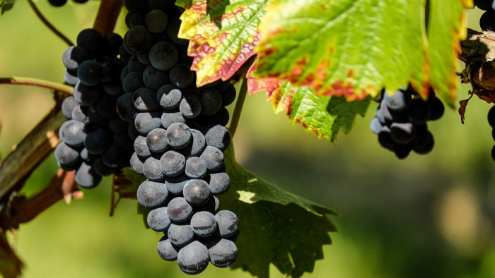Kiemelkedően jó szőlő- és bortermés várható idén