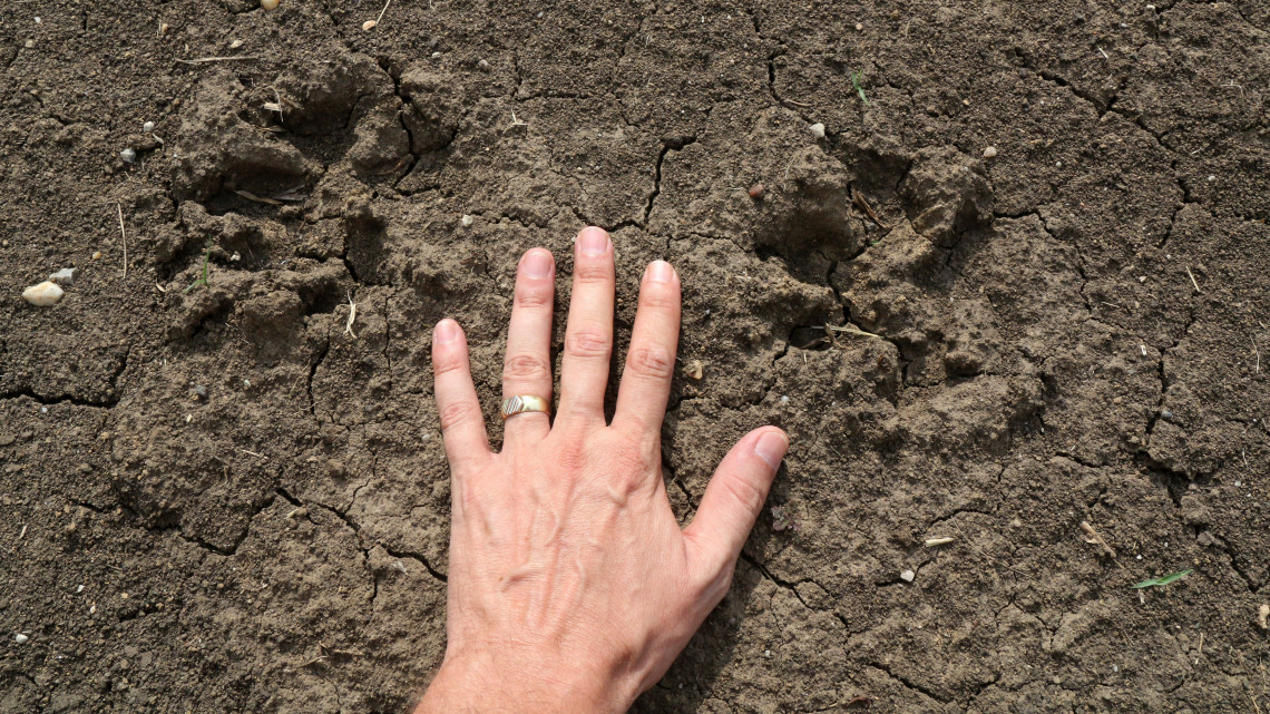 Medvelábnyomok a Miskolchoz közeli Arnót határában 2018. június 21-én. A napokban Borsod-Abaúj-Zemplén megyében bukkant fel medve, június 16-án Sajókeresztúr főterére tévedt, másnap hajnalban pedig Miskolcon látták az állatot.