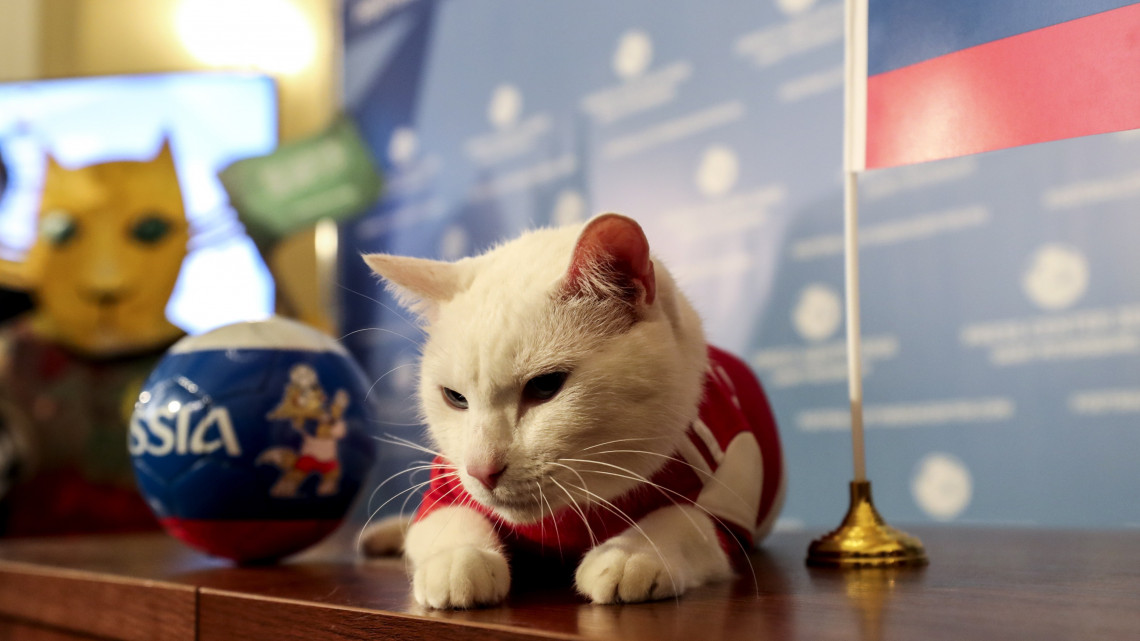 Szentpétervár, 2018. június 13.Achilles, az Ermitázs jósláshoz használt macskája egy sajtórendezvényen a 2018-as labdarúgó-világbajnokságot megnyitó Oroszország - Szaúd-Arábia mérkőzés előtti napon, 2018. június 13-án Szentpéterváron. A macska az orosz zászló melletti tálból evett eledelt, ami a szervezők szerint az oroszok győzelmét vetíti előre a másnapi meccsen. (MTI/EPA/Georgi Licovszki)