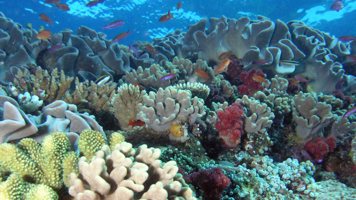 Korallfehéredés Hawaiin