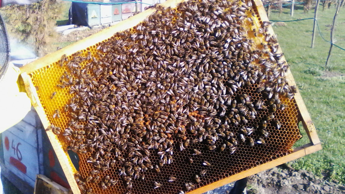Tömegesen pusztulnak a méhek az ország több pontján