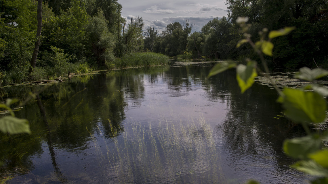 Holtág a szigetközi Dunaszigeten 2015. június 22-én. A Duna Védelmi Nemzetközi Bizottság 2004-ben létrejött kezdeményezésére a Duna menti országok június 29-én ünneplik a Nemzetközi Duna Napot, amelynek célja, hogy felhívja a figyelmet Európa második leghosszabb folyójának értékeire és megóvására.