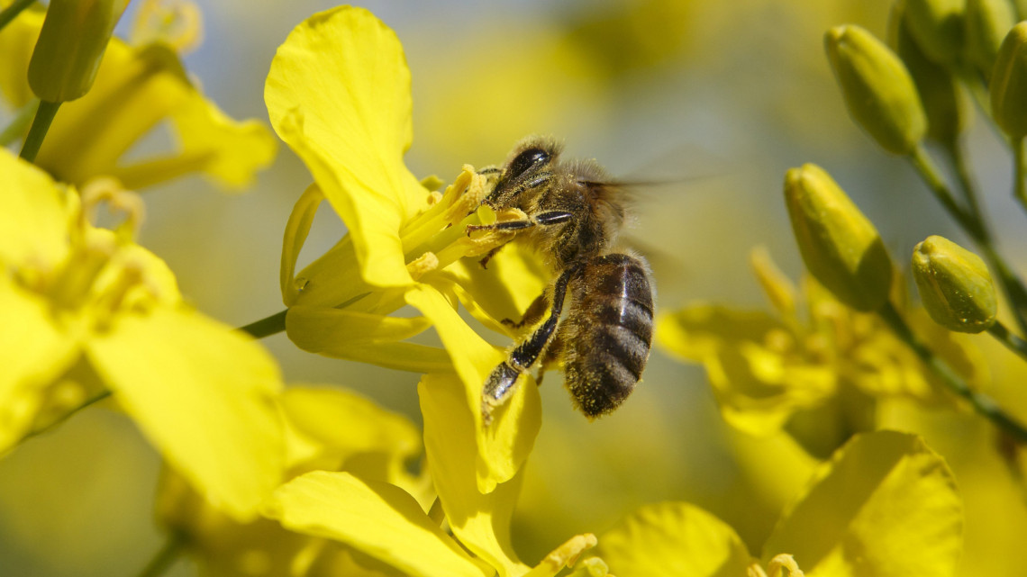 Házi méh egy virágzó repcén a Zala megyei Nagyrécse határában 2018. április 20-án.
