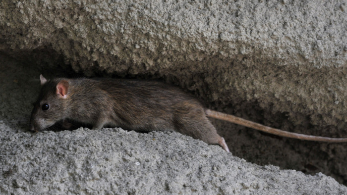 Pesti patkánypánik: amikor már az irtószer sem segít