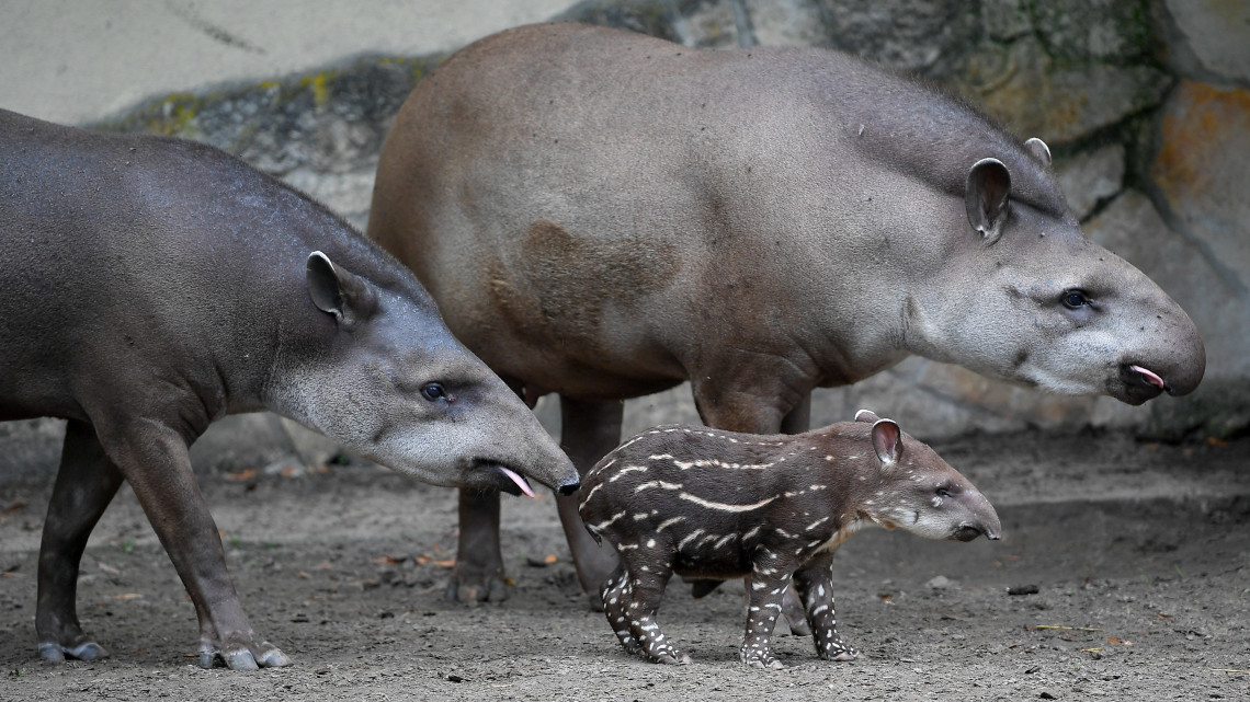 Tapírkölyök (Tapirus terrestris) szüleivel a Debreceni Állat- és Növénykertben 2018. július 18-án. A közel hatkilogrammos dél-amerikai csíkos-pöttyös tapírlány 13 hónapnyi vemhesség után, július 15-én szülelett.