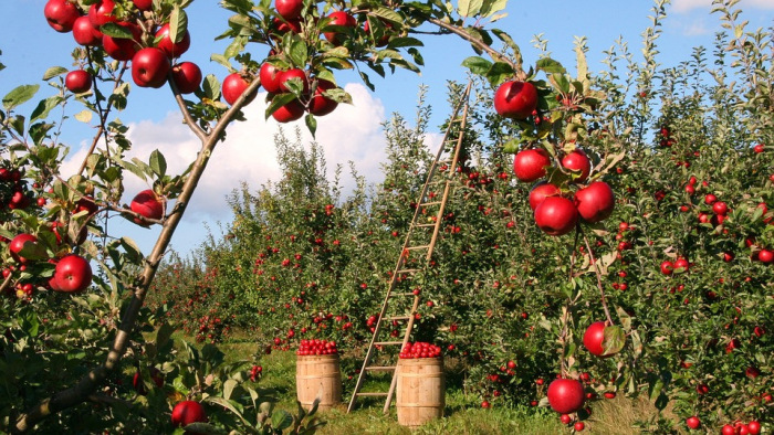 Ördögi körben az almatermelők