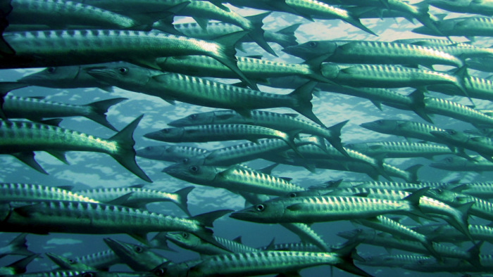 A halak elvesztik szaglásukat, az emberek táplálékforrásukat