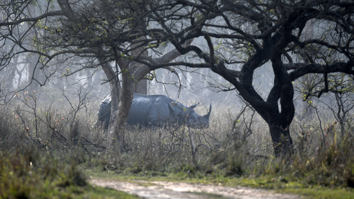 Morigaon körzet, 2018. március 19.Indiai orrszarvú (Rhinoceros unicornis) az északkelet-indiai Asszám állam Morigaon körzetében levő Pobitora vadvédelmi területen 2018. március 18-án. Jelenleg a rinocérosz-populáció számbavétele zajlik mintegy hetven vadőr és civil állatvédő bevonásával a 39 négyzetkilométeren elterülő parkban, ahol legutóbb, 2012-ben 93 egyedet számoltak meg. Ez az arányszám az egyszarvú rinocéroszok területegységre vonatkoztatott egyedsűrűsége tekintetében világszerte a legmagasabb. (MTI/EPA)