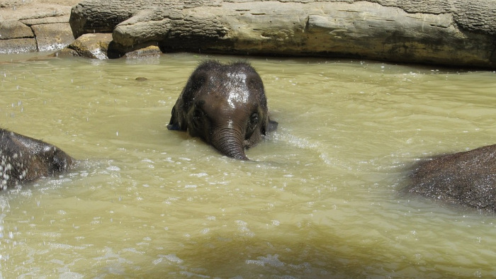 Elefántok zuhantak le a vízesésen