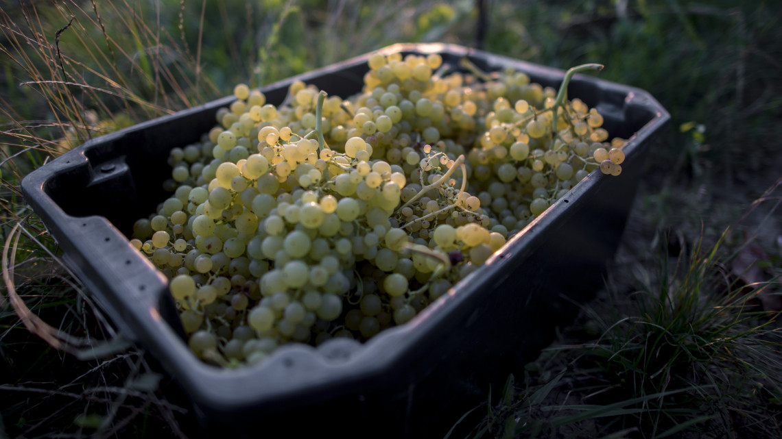 Leszüretelt Irsai Olivér szőlő a Baranya megyei Palkonyán 2018. augusztus 1-jén. Ezen a napon kezdődött a szüret a villányi borvidéken.