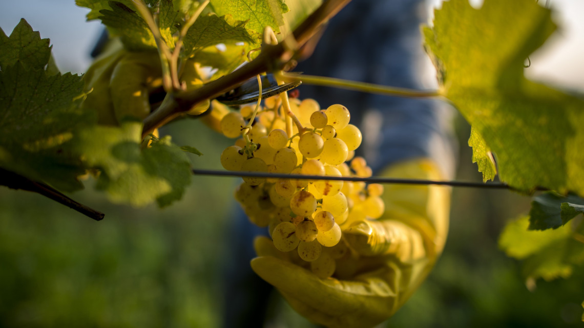 Irsai Olivér szőlőt szüretelnek a Baranya megyei Palkonyán 2018. augusztus 1-jén. Ezen a napon kezdődött a szüret a villányi borvidéken.